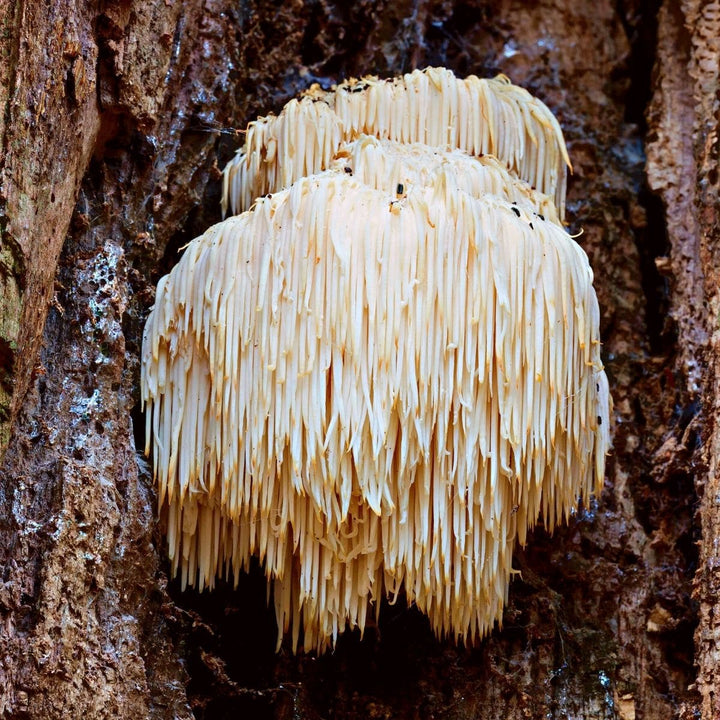 What is Lion's Mane? The 'Smart Mushroom' Everyone is Talking About